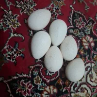 تخم بلوقمون