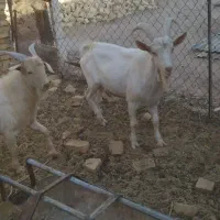 نر بز|حیوانات مزرعه|میبد, |دیوار