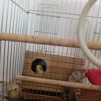 عروس هلندی همراه جوجه