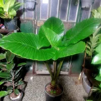 بابا آدم غول پیکر