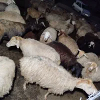 گوسفند|حیوانات مزرعه|اصلاندوز, |دیوار