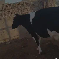 گاو چاق...|حیوانات مزرعه|کوهبنان, |دیوار