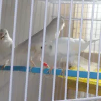 پرنده|پرنده|بیرجند, |دیوار