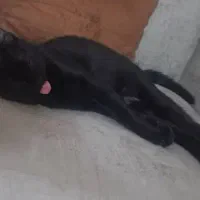 گربه ی گمشده|گربه|قم, انصارالحسین|دیوار