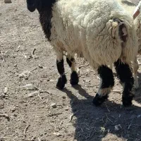 بره نر ترکی خوس سو خوش تبپ