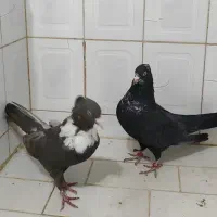 کلاغ رسمی|پرنده|مشهد, هفده شهریور|دیوار