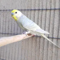 یک جفت مرغ عشق رینبو و یک عدد نر|پرنده|کارون, |دیوار