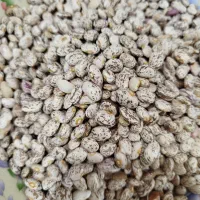 لوبیا چیتی خوش پخت