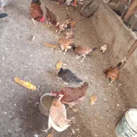 مرغ و خروس محلی و جوجه