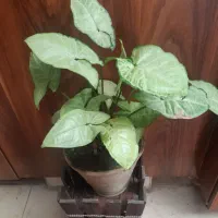 گلهای طبیعی ومصنوعی