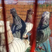 4تا نر باهم پرشتی