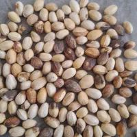 باسلام خریدار پسته کال پوست پوک گو روابی و مغز