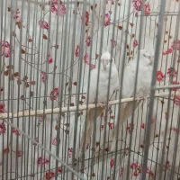 دو جفت عروس هلندی|پرنده|زاغه, |دیوار