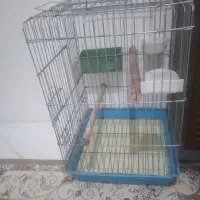قفس