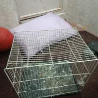 قفسه عروس با اقل