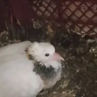 کفتر طوقی قرمز یا جیگری گمشده|پرنده|تهران, شادآباد|دیوار