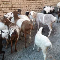 میش وبره|حیوانات مزرعه|بروجرد, |دیوار