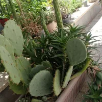 کاکتوس و ساکلنت