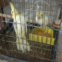 عروس هلندی