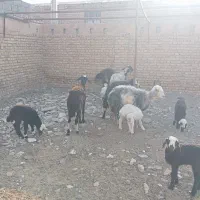 میش بروجردی بره دار