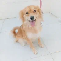 بوجی|سگ|برازجان, |دیوار