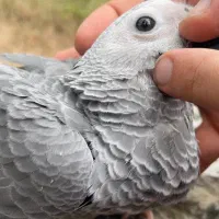 کاسکو و شاه طوطی