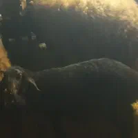 میش|حیوانات مزرعه|بربرود, |دیوار