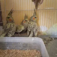 عروس هلندی|پرنده|جیرفت, |دیوار