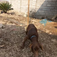 یک عدد سگ شکاری به فروش میرسد|سگ|رودبنه, |دیوار