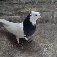 طوق سیاه|پرنده|شیراز, ارم|دیوار