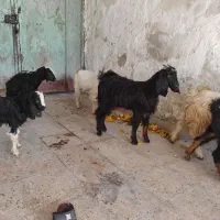 شیش عدد کره چاق تمیز