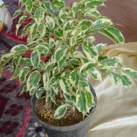 گل و گیاه|گل و گیاه طبیعی|مراغه, |دیوار