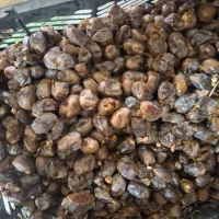 حشف ضایعات خرما
