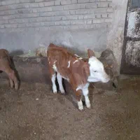 گاوسیمینتال|حیوانات مزرعه|دهگلان, |دیوار