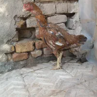 جوجه لاری مرغ لاری خروس