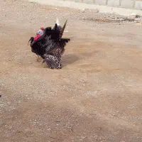 بوقلمون جوان  ۹ ماه