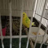 عروس هلندی ومرغ عشق|پرنده|مشهد, جاهد شهر|دیوار