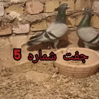 کبوتر یا کفتر آلمانی|پرنده|سلیمان, |دیوار