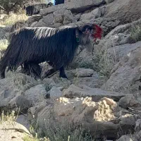 بهده تخمی گله داری