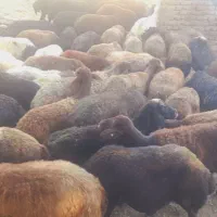 ۸۰ عدد گوسفند افشار یکدس جوان آبستن سنگین مایه زده|حیوانات مزرعه|سلماس, |دیوار
