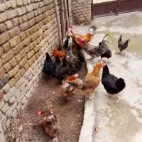 تعدادی مرغ تخم گذار خروس ها فروشی نیستن