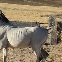 فروش اسب نریان کرد 5 سال