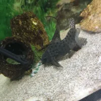 دو عدد ماهی گورامی و کت خرگوشی