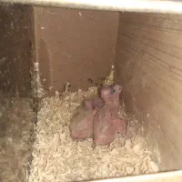 یه جفت عروس هلندی با سه تا بچه باهم