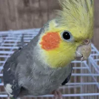 عروس هلندی نر سخنگو