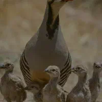 پرنده زیبا
