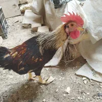 خروس بومی اصل