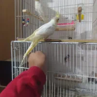 عروس هلندی|پرنده|گنبد کاووس, |دیوار