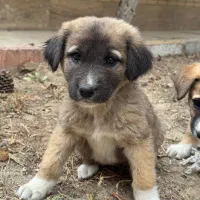 توله سگ سرابی دورگه