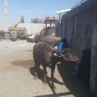 باسلامدوعددبالاغبفروشمیرسد